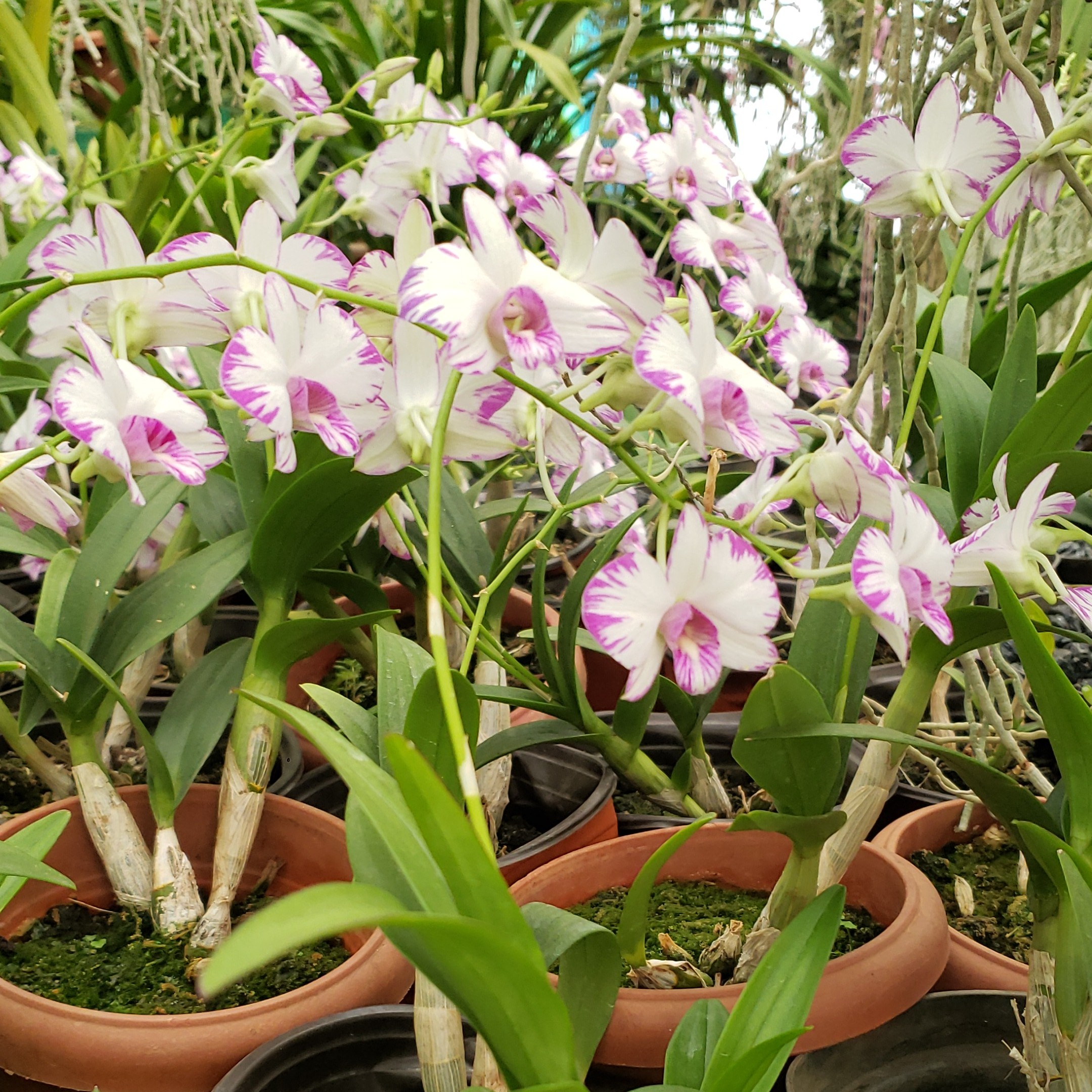 FLOWER PARK MUKONO
