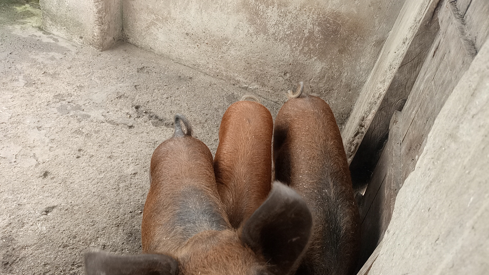 Duroc breed