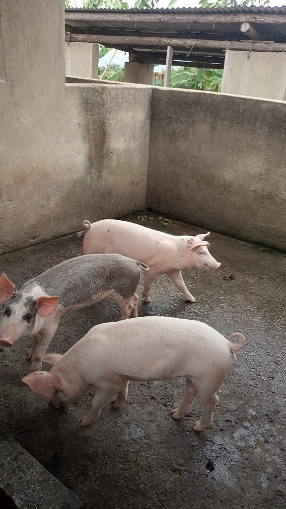 Joel elite farm Uganda