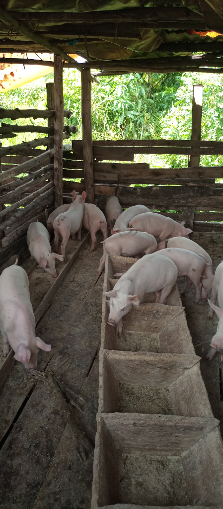 Joel elite farm Uganda