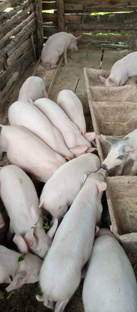 Joel elite farm Uganda