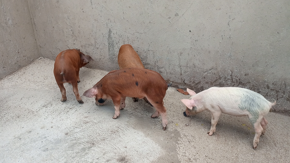 Joel elite farm Uganda