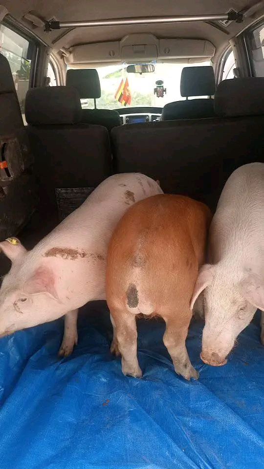Joel pig elite farm Uganda