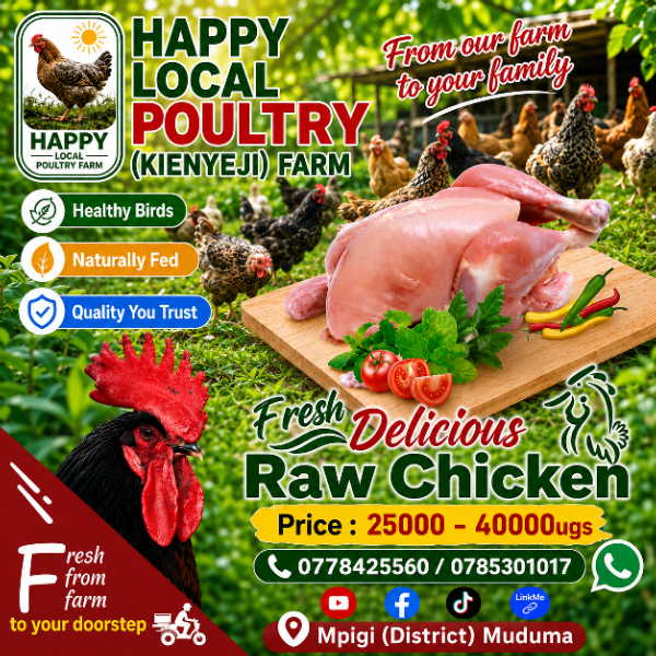 manure local chicken