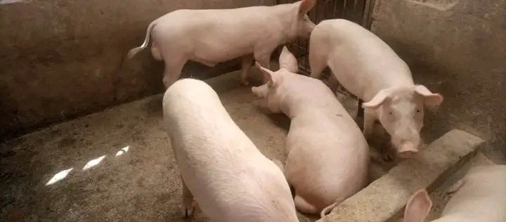 Joel elite farm Uganda