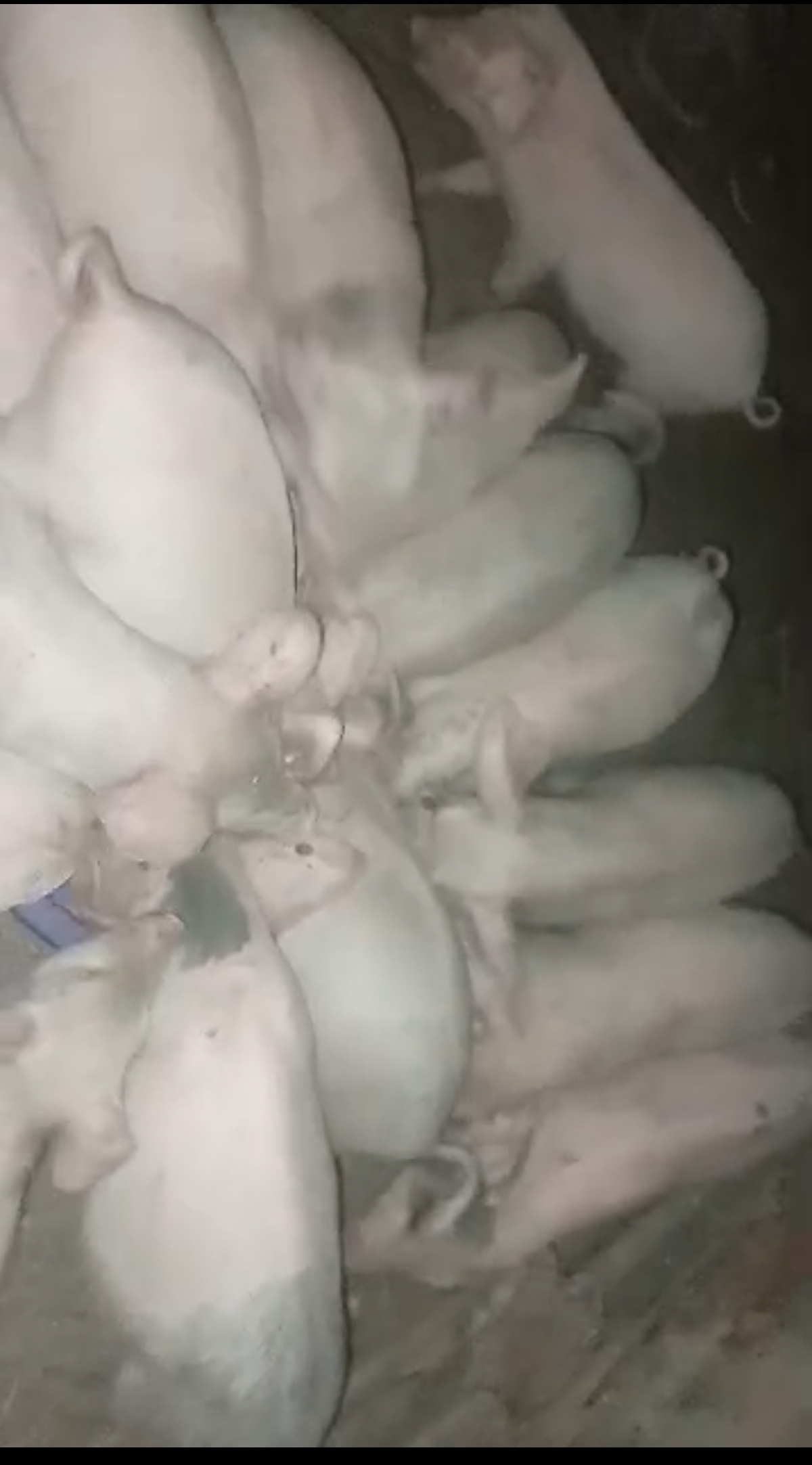 Piggery and Animal feeds