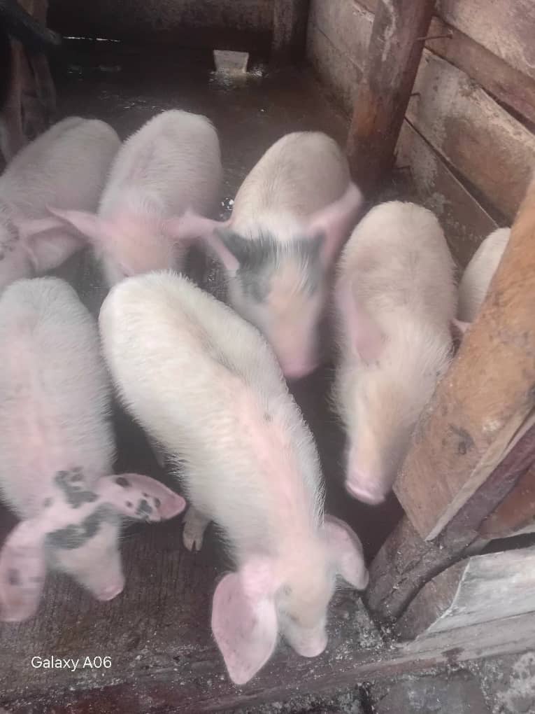 piggery and Animal feeds
