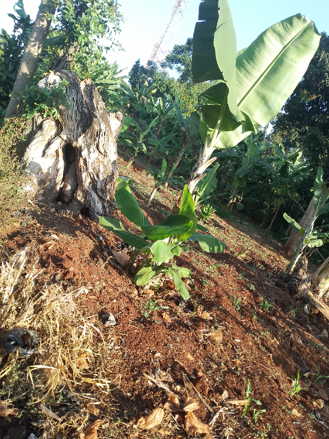 village lands